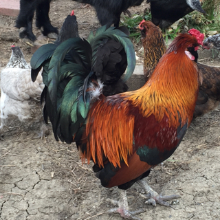 red banty rooster hens