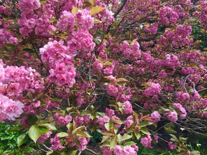 flowering cherry