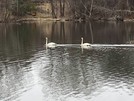 swans - lt photo