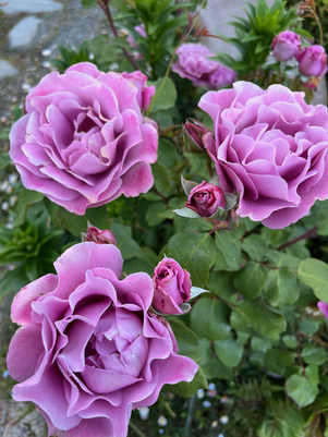 angelface roses