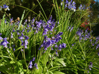woodland hyacinth-bluebells